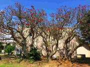 レナさんのデイゴの投稿写真1