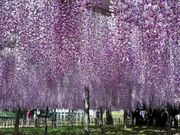 えりちゃんさんの玉敷神社の大藤の投稿写真1