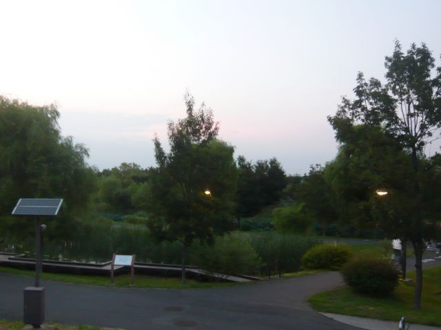公園_アサザ(水元公園)