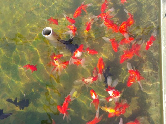 たくさんいました。_葛飾区金魚展示場