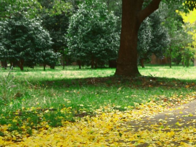 りすさんのフジバカマ(水元公園)の投稿写真1