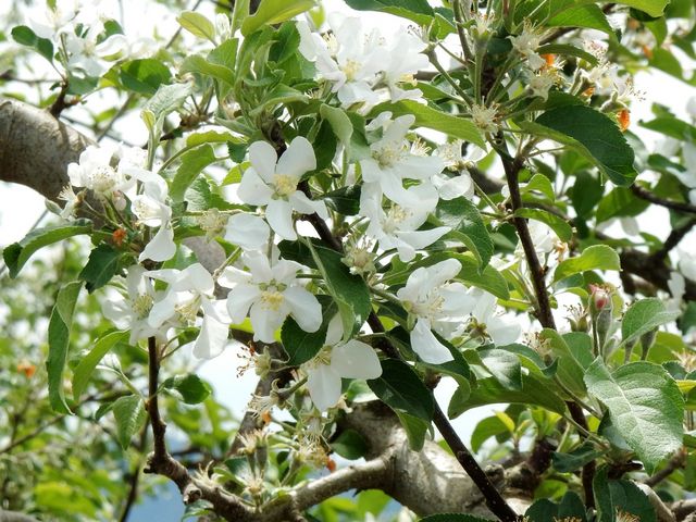 りんごの花_安曇野市三郷・堀金のりんごの花