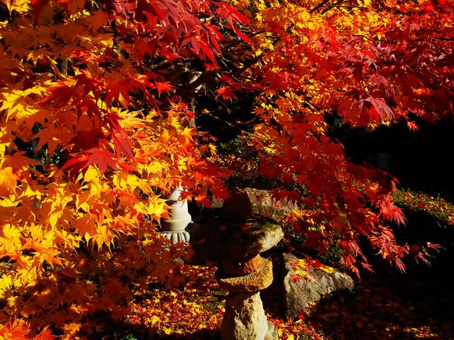秋_真福寺