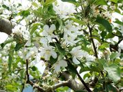 w-masaさんの安曇野市三郷・堀金のりんごの花の投稿写真1