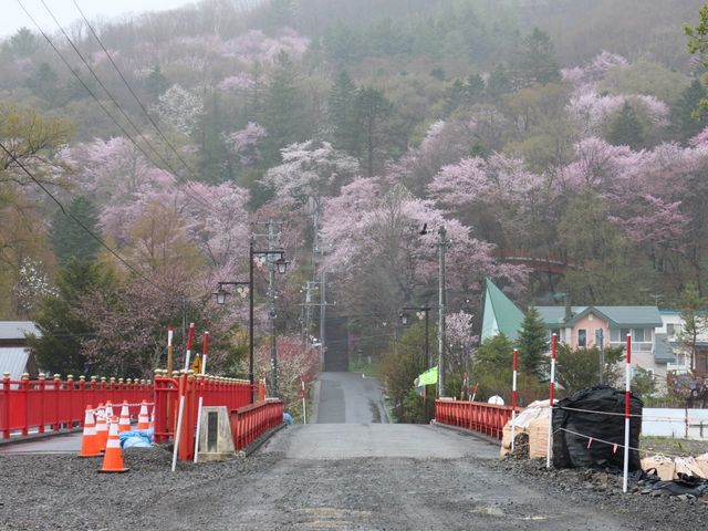 たかちゃんさんの新得山のサクラの投稿写真1