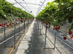 いちご園フェリーチェの写真1