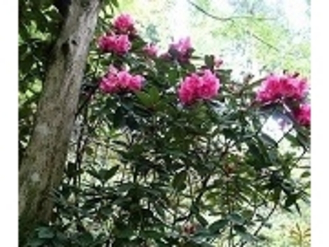 イオンさんの岡寺の石楠花の投稿写真1