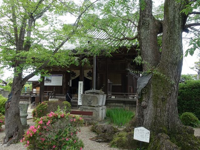 イオンさんの橘寺のイチョウの投稿写真1