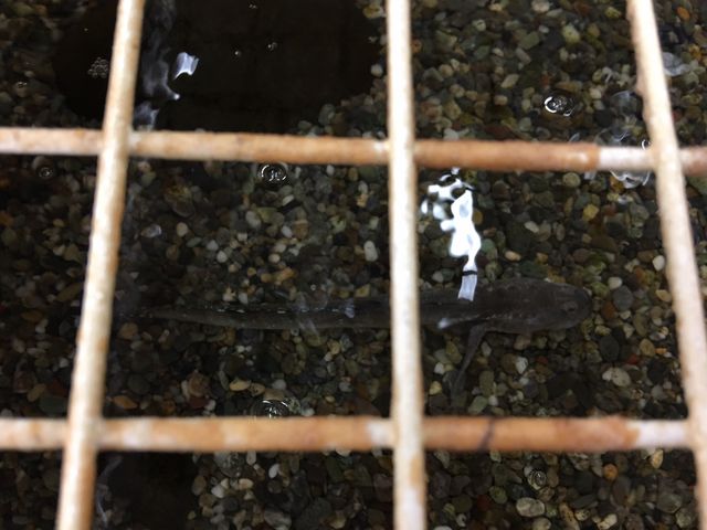 むつごろうもいます。_千々石観光センター