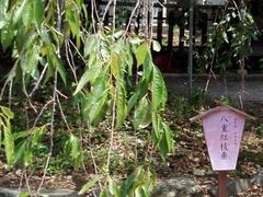 平野神社の写真1