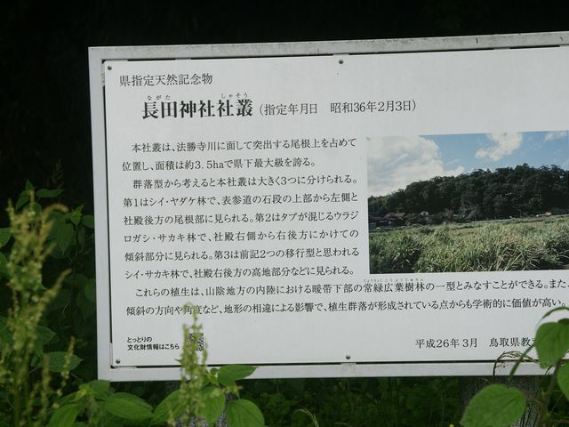 神社の入り口近くに、長田神社の社叢の詳しい説明看板あります_長田神社の社叢(椎木原生群落)