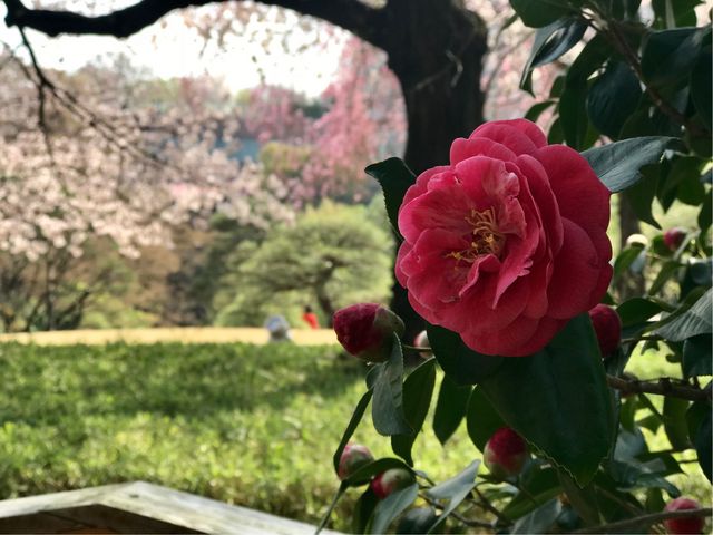 【椿山荘 庭園】名の通り椿の花が_椿山荘 庭園