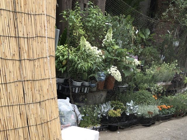 緑が多い_あじと・三軒茶屋店