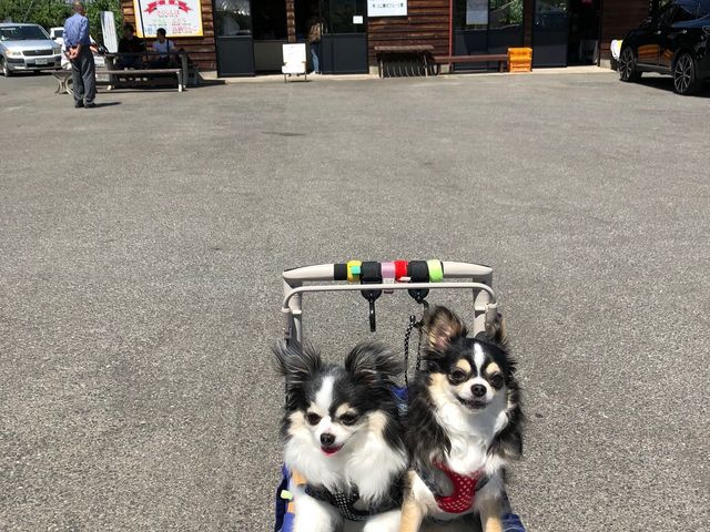 広い駐車場です!_チェリーランド