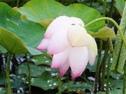 こぼらさんの藤原宮跡花畑の投稿写真1