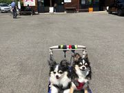 いづたろうさんのチェリーランドの投稿写真1