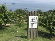 のーびさんの万葉岬の桜の投稿写真1