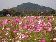 まこさんの藤原宮跡花畑の投稿写真1