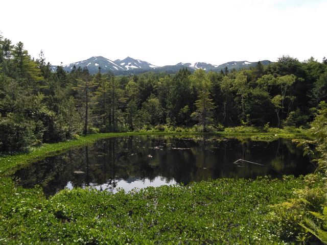 水草が湖面を覆っています。鴨がいます。_牛留池