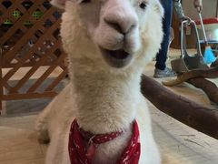 しーちゃんさんの天保山マーケットプレースへの投稿写真1