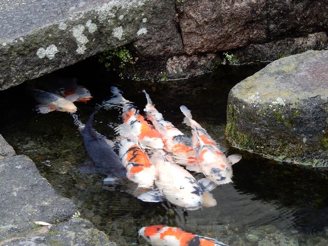 しばらくすると隠れていた鯉が出てきます_鯉の泳ぐまち