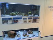 キヨさんの山陰海岸ジオパーク海と大地の自然館の投稿写真3