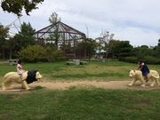 しずくさんの向島公園の投稿写真1
