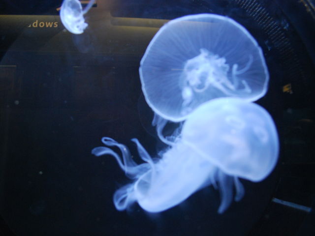 魚津水族館
