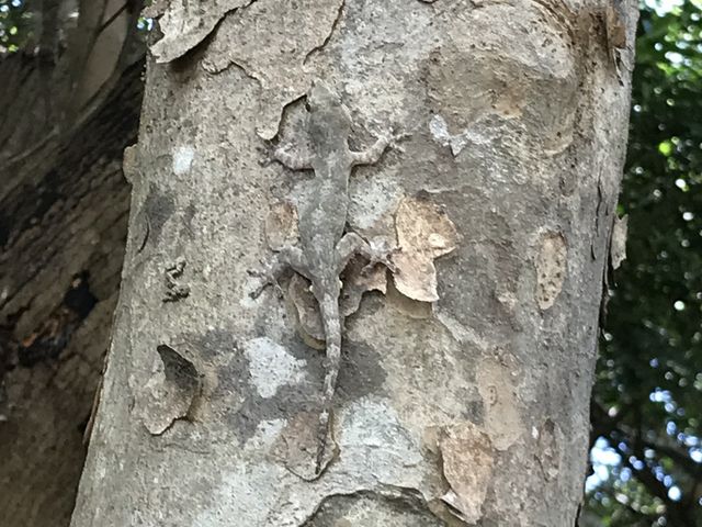オキナワヤモリ_NPO久米島ホタルの会