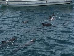 めえさんのイルカウォッチング受付予約センターへの投稿写真1
