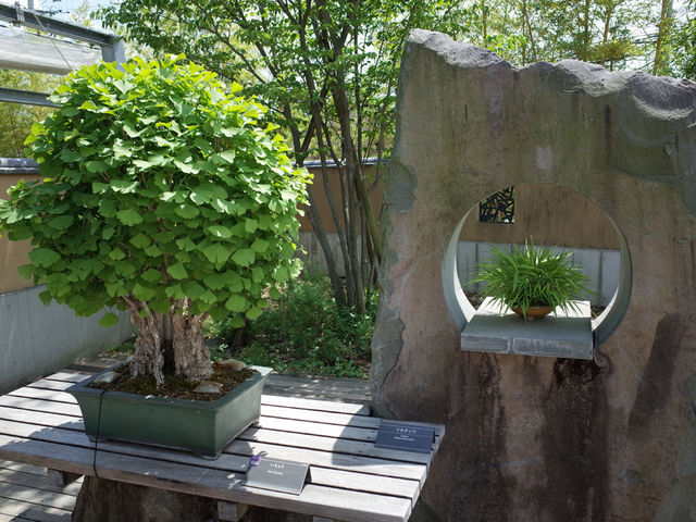 撮影OKの場所と禁止の場所がありますので、カメラを出す際はご注意ください。_さいたま市大宮盆栽美術館