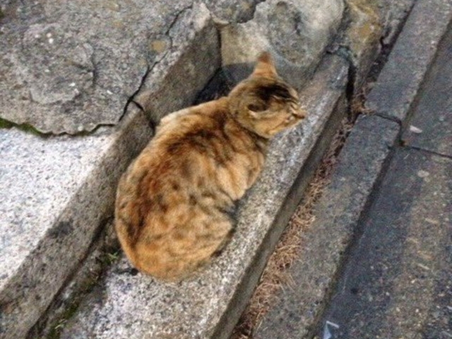 猫でも有名_谷中ぎんざ商店街
