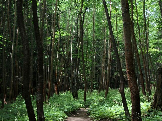 弥陀ヶ池からロープウェイまでの登山道。_日光白根山