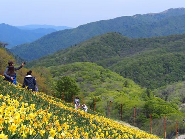 比良の山々を背に_びわ湖バレイの水仙