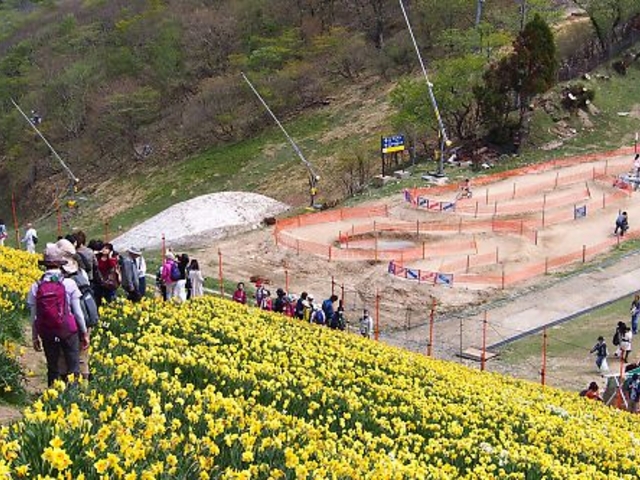 眼下には琵琶湖バレーの遊具施設_びわ湖バレイの水仙