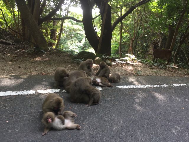 猿の大群_西部林道