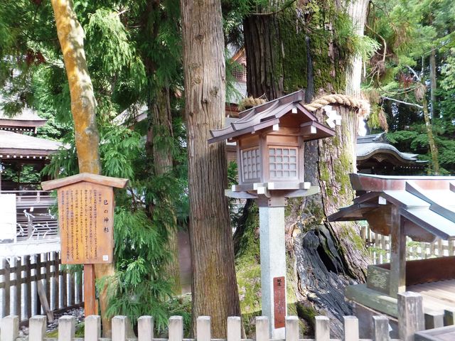 ご神木「巳の神杉」_大神神社