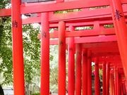 きみさんの根津神社の投稿写真1