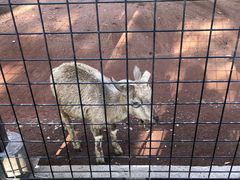 夢見ケ崎動物公園の写真1