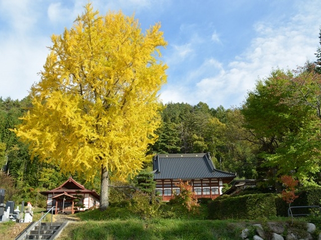 長福寺全景_長福寺の大銀杏