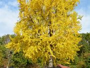 sk123さんの長福寺の大銀杏の投稿写真1