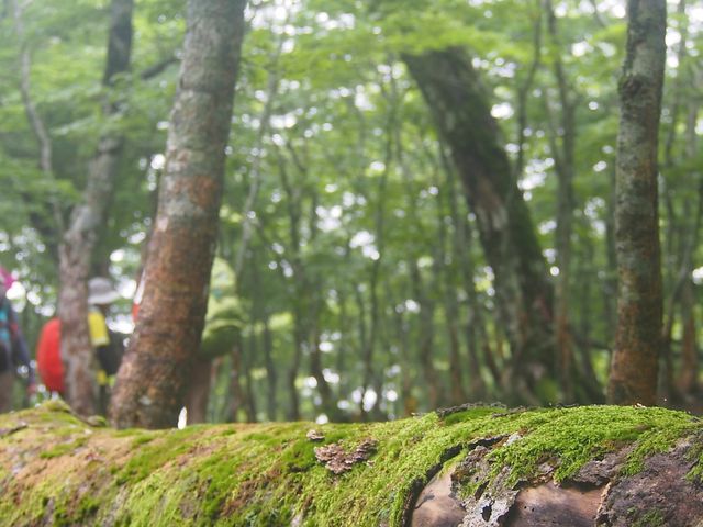 奥駆道の苔むす森_弥山(奈良県天川村)