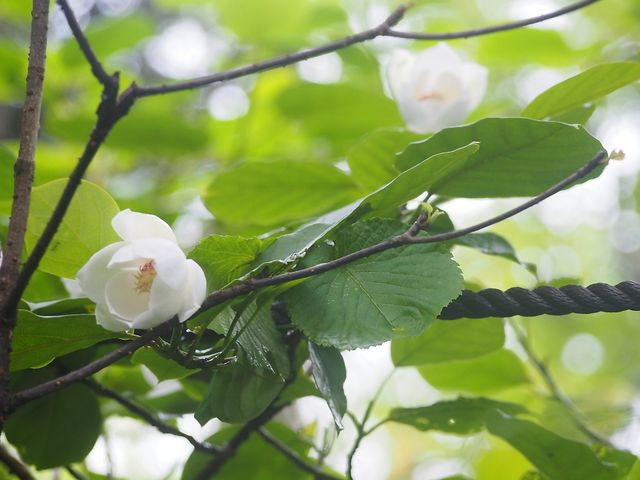 弥山と八経ヶ岳の鞍部に咲くオオヤマレンゲ(7月初旬)_弥山(奈良県天川村)
