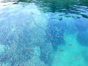 かっくんさんの竜串海岸の投稿写真1