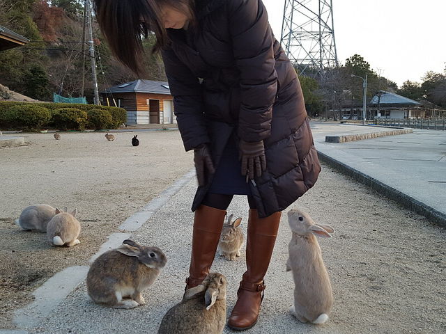 寄ってくる。_うさぎの島(大久野島)
