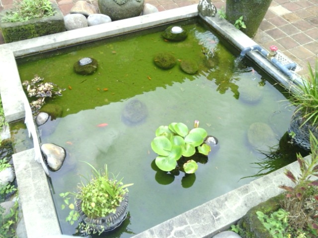 入口前の小さな池_華の番台