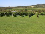 たかちゃんさんの山崎ワイナリーの投稿写真3