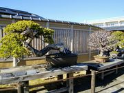 はるるんさんのさいたま市大宮盆栽美術館の投稿写真1