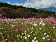 雷ちゃんさんの道の駅 田切の里の投稿写真7