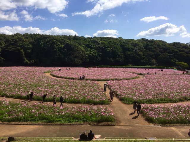コスモス畑_展海峰